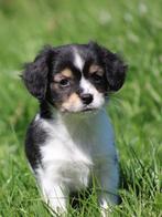 Leuke Gezelschapshondjes., Nederland, Parvo, Overige rassen, 8 tot 15 weken