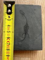 Zeereptiel - Gefossiliseerd dier - Fossil de Keichousaurus -, Verzamelen