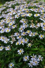 Zomeraster Kalimeris incisa Nana Blue Pot, Tuin en Terras, Planten | Tuinplanten