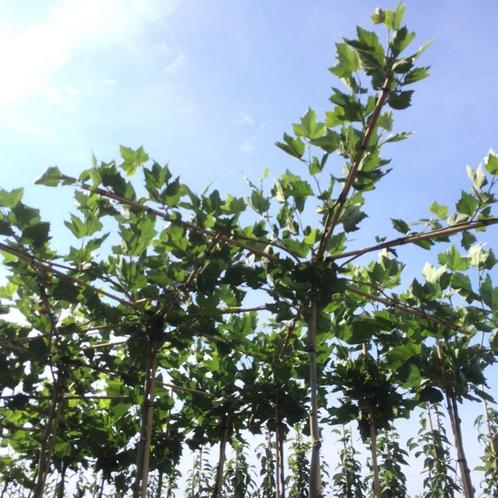 Dakplataan - Platanus hispanica - Vierkant dak | omtrek: 6-1, Tuin en Terras, Planten | Bomen, Ophalen of Verzenden