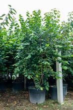 Corylus colurna meerstammig 250-300