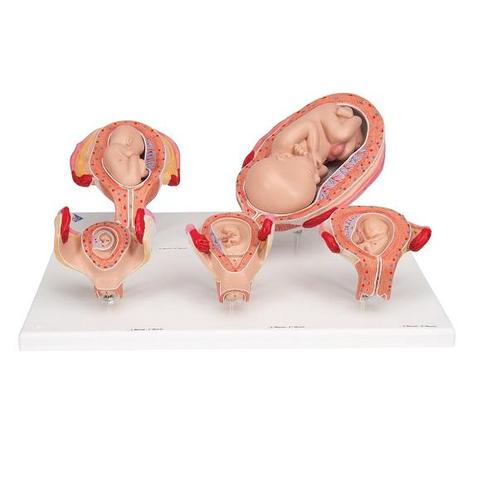 Anatomie model zwangerschap (serie van 5 modellen), Sport en Fitness, Overige Sport en Fitness, Nieuw, Verzenden