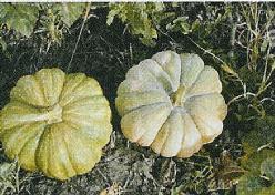 Rumbo pompoen 50 zaden, Hobby en Vrije tijd, Knutselen, Nieuw, Ophalen of Verzenden