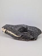 Rode vos Schedel - Vulpes vulpes - 6.5 cm - 8.5 cm - 17 cm-, Verzamelen, Nieuw