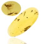 Birmese Amber - Fossiele cabochon - Swarm of Brachycera