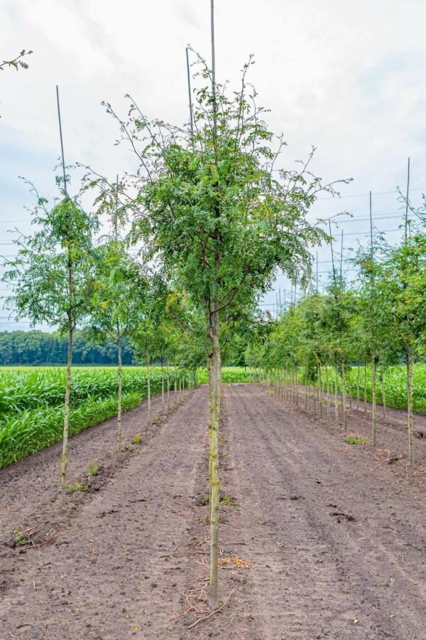Gleditsia triacanthos Skyline hoogstam, Tuin en Terras, Planten | Tuinplanten