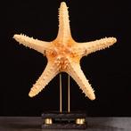 Natuurlijke mariene stervis Pentaceraster zeester op, Antiek en Kunst, Curiosa en Brocante