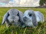 Jonge lieve Nederlandse hangoordwerg konijntjes te koop!, Dieren en Toebehoren, Konijnen, Meerdere dieren, Dwerg, 0 tot 2 jaar
