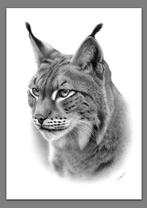 Schu - Portrait of a lynx