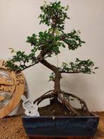 Japanese iep bonsai (Zelkova) - Hoogte (boom): 49 cm -