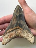 Enorme Megalodon tand 13,1 cm - Fossiele tand - Carcharocles, Verzamelen, Mineralen en Fossielen