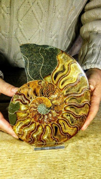 Ammoniet - Gefossiliseerd dier - Aioloceras (Cleoniceras), Verzamelen, Dierenverzamelingen