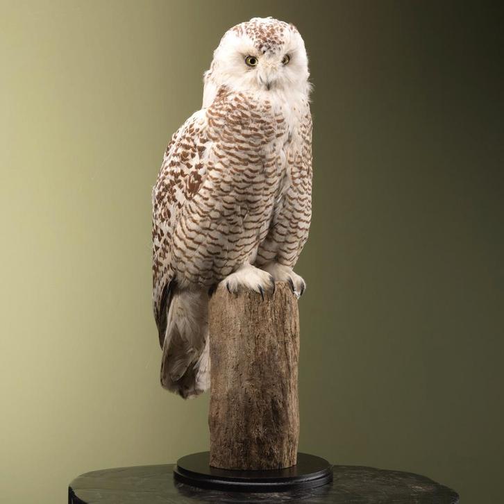Sneeuwuil Taxidermie Opgezette Dieren By Max, Verzamelen, Dierenverzamelingen, Opgezet dier, Nieuw, Vogel, Ophalen of Verzenden