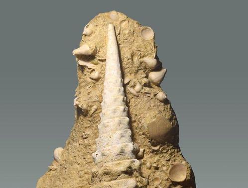 Gastropode - Gefossiliseerde schelp - Campanile giganteum, Verzamelen, Mineralen en Fossielen