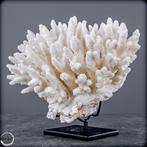 Natuurlijke Acropora latistella – een maritiem kunstwerk op, Verzamelen, Mineralen en Fossielen