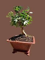 Pistacia lentiscus miniatuur bonsai - Hoogte (boom): 33 cm -