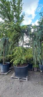 Cedrus Deodara Pendula treurceder Groen, Tuin en Terras, Planten | Bomen, Ophalen
