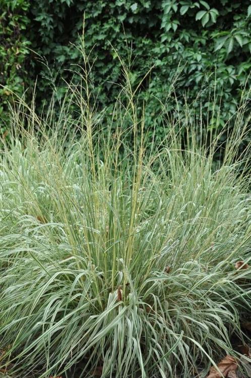 Pluimstruisriet Calamagrostis acutiflora Overdam Pot, Tuin en Terras, Planten | Tuinplanten