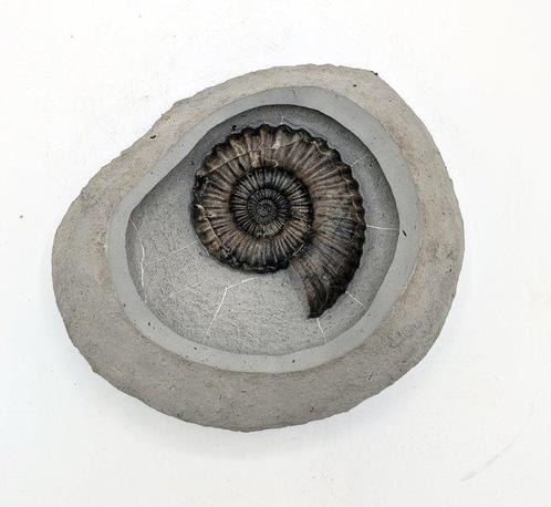 Ammoniet - Fossiele matrix - Androgynoceras lataecosta - 22, Verzamelen, Mineralen en Fossielen