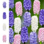 Bloembollens -40 x Hyacinten  Collection  Rainbow pakket -, Verzenden, Voorjaar, Volle zon, Bloembol