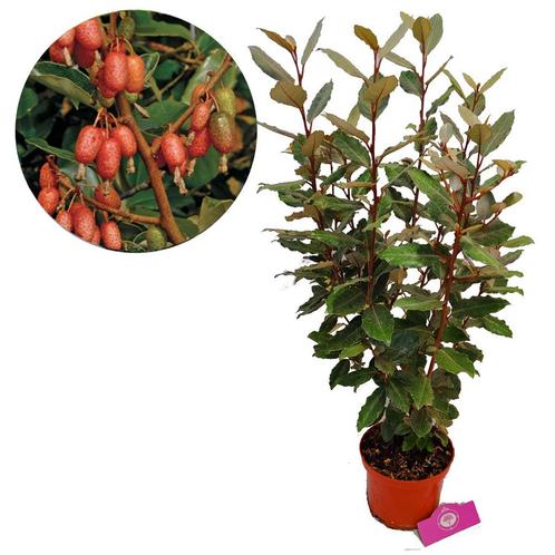 olijfwilg Elaeagnus Ebbingei + Pot 17cm, Tuin en Terras, Planten | Tuinplanten, Verzenden