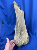 Prachtig, zeer zeldzaam groot bot (scheenbeen) van een