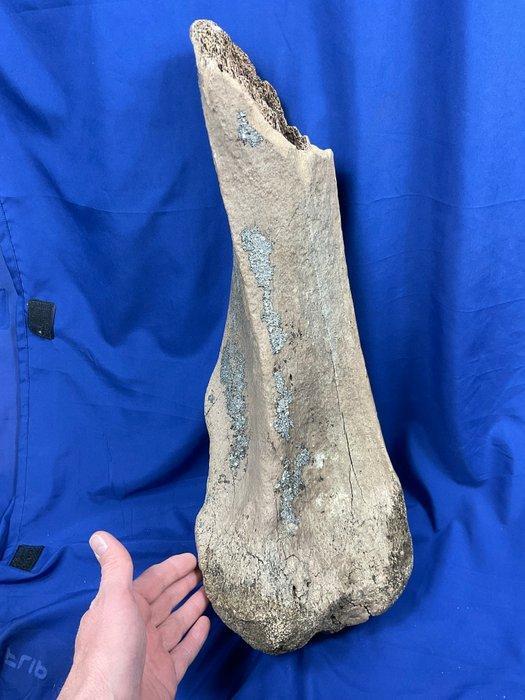Prachtig, zeer zeldzaam groot bot (scheenbeen) van een, Verzamelen, Mineralen en Fossielen