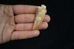 Dinosaurus - Fossiele tand - Carcharodontosaurus saharicus -, Verzamelen, Mineralen en Fossielen