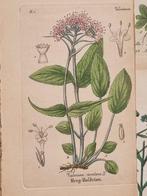 Diedrich Franz Leonhard von Schlechtendal (1794 / 1866) -, Antiek en Kunst, Antiek | Boeken en Bijbels