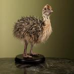 Struisvogel Kuiken Taxidermie Opgezette Dieren By Max, Verzamelen, Dierenverzamelingen, Ophalen of Verzenden, Nieuw, Vogel, Opgezet dier