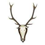 trofee schedel edelhert (pallet) (cervus elaphus linn*, Verzenden, Nieuw