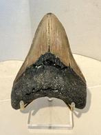 Megalodon - Fossiele tand - Carcharocles megalodon - 11.4 cm, Verzamelen, Mineralen en Fossielen