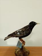 Gedeeltelijk leucistisch storno Taxidermie volledige montage, Nieuw