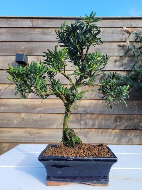 Boeddha-den bonsai (Podocarpus macrophyllus) - Hoogte, Antiek en Kunst, Kunst | Schilderijen | Klassiek