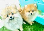 Leuke speelse pomeranian pomeriaan pups hier geboren