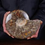 Exclusief Pools Cleoniceras - Gefossiliseerde schelp -