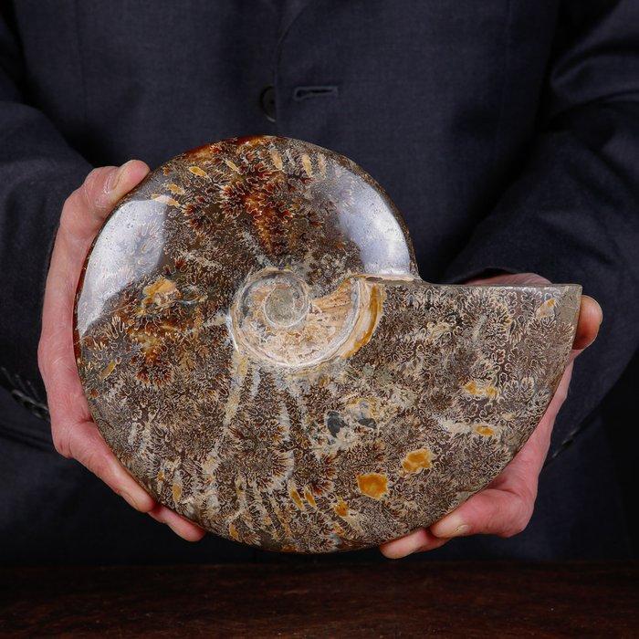 Exclusief Pools Cleoniceras - Gefossiliseerde schelp -, Antiek en Kunst, Curiosa en Brocante
