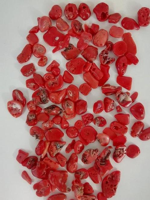Bloedkoraal Koraal - Corallium rubrum (Zonder Minimumprijs), Verzamelen, Dierenverzamelingen