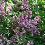 Syringa meyeri Palibin - 40-60 cm, Tuin en Terras, Ophalen of Verzenden