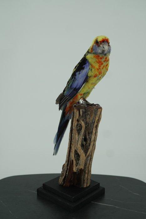 Prachtrosella op houten sokkel Taxidermie volledige montage, Verzamelen, Dierenverzamelingen