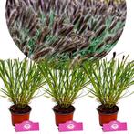 Pennisetum alopecuroides Black Beauty + Pot 12, Tuin en Terras, Verzenden, Halfschaduw