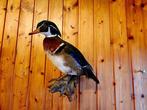 Eend Taxidermie volledige montage - Aix - 40 cm - 40 cm - 20, Nieuw