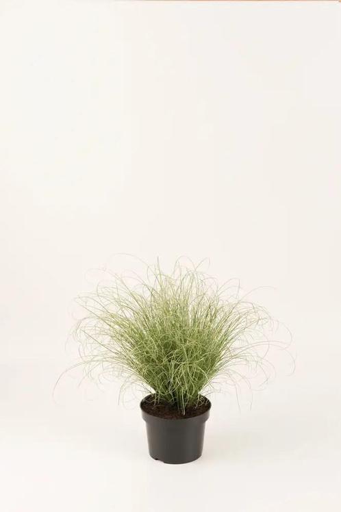 Carex albula Amazon Mist™ (Zilver-groene glanzende halmen), Tuin en Terras, Planten | Tuinplanten, Bodembedekkers, Vaste plant