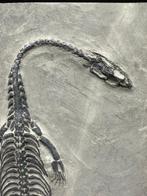 Fossiele plaatmatrix - Keichousaurus sp. - 19.3 cm - 10.5 cm, Verzamelen, Mineralen en Fossielen