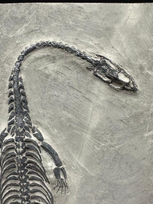 Fossiele plaatmatrix - Keichousaurus sp. - 19.3 cm - 10.5 cm, Verzamelen, Mineralen en Fossielen