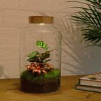 DIY terrarium - Milky Calathea with Light -  31 cm, Huis en Inrichting, Kamerplanten, Verzenden