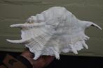 Chiragra Spider Conch Schelpdier - Lambis chiragra (Zonder, Verzamelen, Nieuw