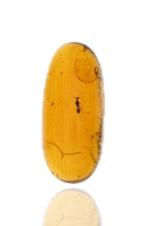 Birmese barnsteen - Fossiele cabochon - Hymenoptera (Wasp),