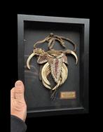 Verzameling van 3 neuspiercings Asmat - Bot Bipane septum, Antiek en Kunst, Kunst | Niet-Westerse kunst