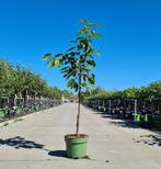 Kersenbomen | Eigen kwekerij voorraad | BetuweBomen, Tuin en Terras, Planten | Bomen